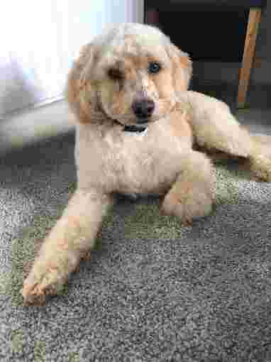 Image of Dog Gone Gorgeous service in Belfast, Northern Ireland, United Kingdom