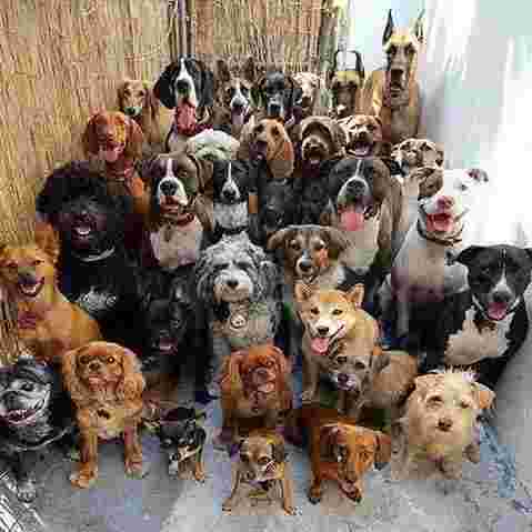 Image of PET RESCUE ITALIA APS service in Cascina Santa Brera, Lombardia, Italy Image of PET RESCUE ITALIA APS service in Cascina Santa Brera, Lombardia, Italy