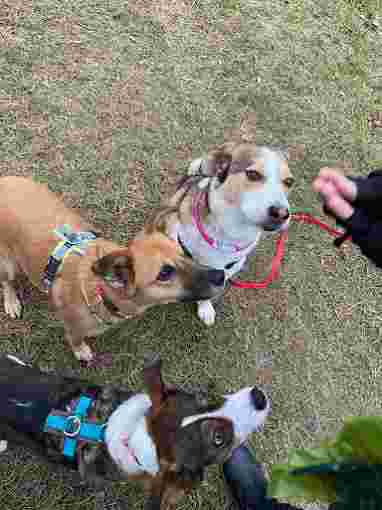 Image of Play Sit Stay - mobile Hundeschule München - Hundetraining - Hundeerziehung service in Munchen, Bayern, Germany