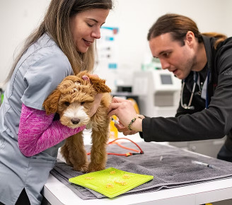 Image of Pikesville Animal Hospital service in Pikesville, Maryland, United States
