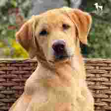 Image of Birstall Pet Supplies service in Birstall, England, United Kingdom