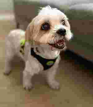 Image of Gat i gos d'horta peluqueria canina y felina service in Barcelona, Barcelona, Spain