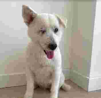 Image of OH MY DOG! Peluquería canina y guarderia service in Palma, Balears, Spain