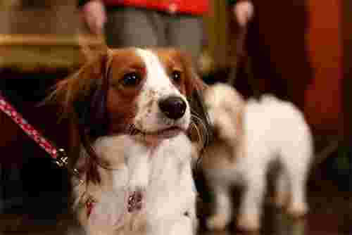 Image of Boston's Best Dog Walkers and Pet Services, LLC service in Suffolk County, Massachusetts, United States