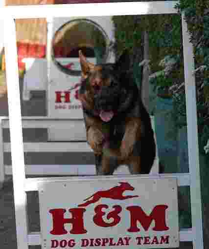 Image of H&M Dog Training Centre service in Thornton, England, United Kingdom