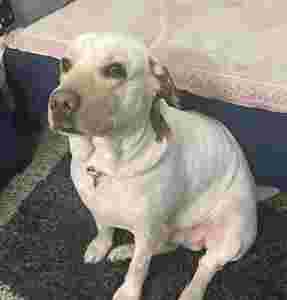 Image of Pet Grooming At Home in Delhi By Patmypets service in New Delhi, Delhi, India