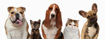 Image of Greenlane Veterinary Centre and Cattery service in Auckland, Auckland, New Zealand