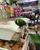 Image of Mutz Nutz - Walkinstown Pet Shop service in South Dublin, Leinster, Ireland