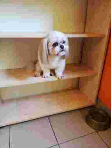 Image of Psi salon - Łódź service in Łódź, Łódź Voivodeship, Poland