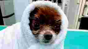 Image of Bark & Meow Grooming service in Legareville, South Carolina, United States