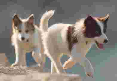 Image of Chiots.com - Expo-Vente de Chiots service in Cabriès, Provence-Alpes-Côte d'Azur, France