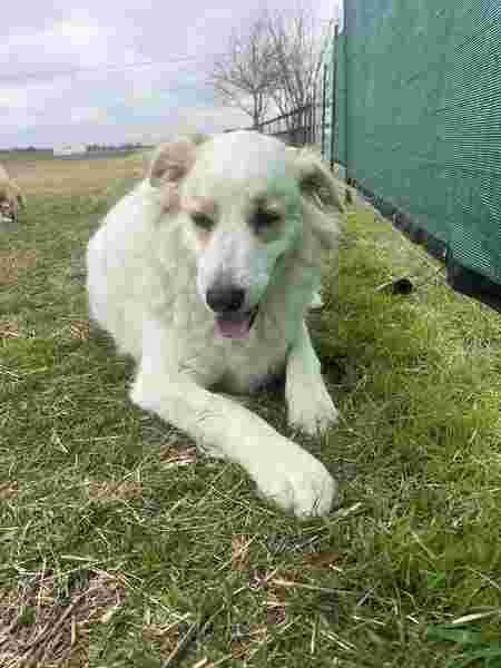 Image of Doggy Paradise ATX service in Pflugerville, Texas, United States Image of Doggy Paradise ATX service in Pflugerville, Texas, United States