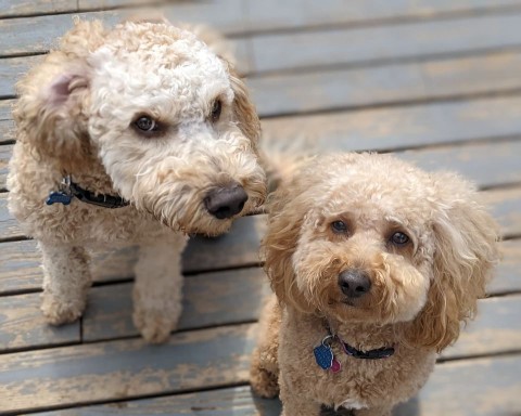 Image of PAWsitive Tailz - Bothell service in Mill Creek, Washington, United States