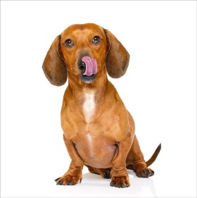 Image of Dogs First service in Clondalkin, Leinster, Ireland