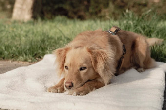 Image of Die Wilden Hunde service in Dortmund, Nordrhein-Westfalen, Germany