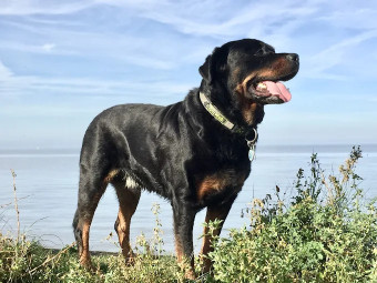 Image of Care Vets Wirral service in Birkenhead, England, United Kingdom