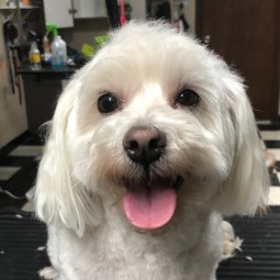Image of Pretty Paws Pet Spa, LLC service in West Allis, Wisconsin, United States Image of Pretty Paws Pet Spa, LLC service in West Allis, Wisconsin, United States