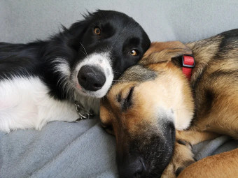 Image of Vets4Pets - Bournemouth service in Bournemouth, England, United Kingdom
