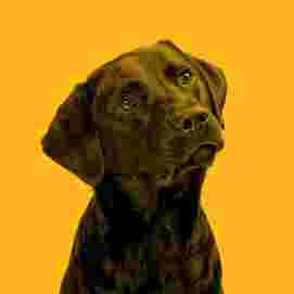 Image of frank. Pet Surgeons. service in Leeds, England, United Kingdom
