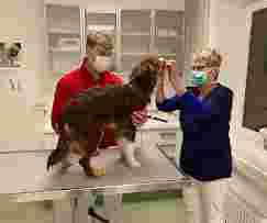 Image of Tierklinik Lademannbogen GmbH service in Hamburg, Hamburg, Germany