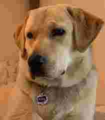 Image of RCM Labradors service in Memphis, Tennessee, United States Image of RCM Labradors service in Memphis, Tennessee, United States