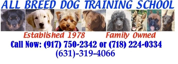 Image of All Breed Dog Training School service in Town of Islip, New York, United States