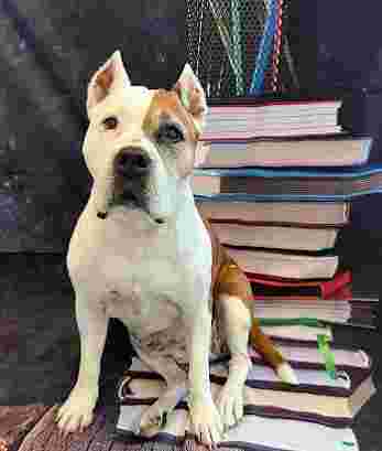 Image of Chic Guagua Peluquería Canina service in Madrid, Madrid, Spain