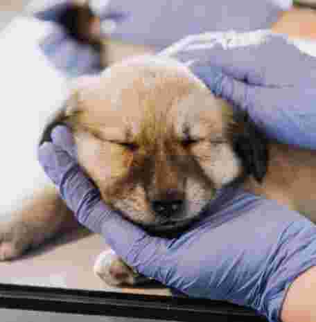 Image of Centro Veterinario las Torres service in Las Torres de Cotillas, Murcia, Spain