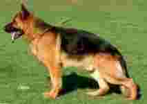 Image of Uwe A. Popp Hunde- und Katzenboutique service in Munchen, Bayern, Germany