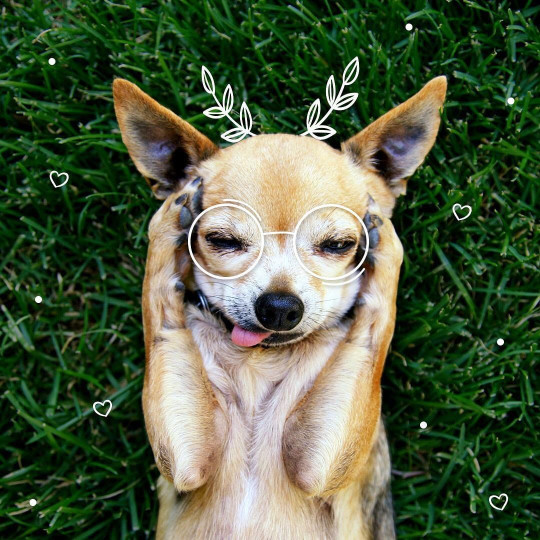 Image of Heads Up For Tails Pet Supply Store | Khan Market, Delhi service in New Delhi, Delhi, India