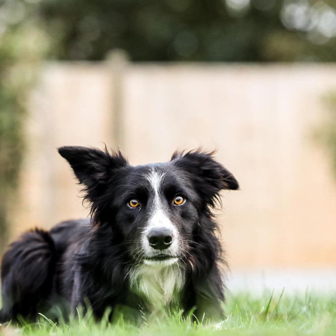 Image of Nij Vyas Sheepdogs service in Tilton on the Hill, England, United Kingdom