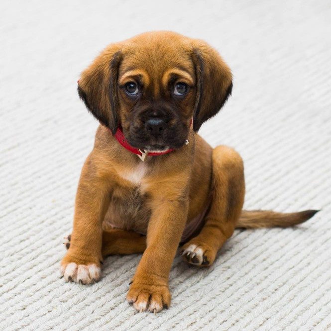 Image of Mt Airy Animal Hospital service in Philadelphia, Pennsylvania, United States