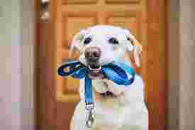Image of Down Home Dog Walking service in Fredericton, New Brunswick, Canada Image of Down Home Dog Walking service in Fredericton, New Brunswick, Canada