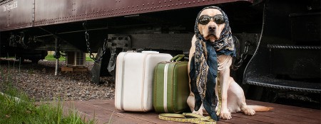 Image of VA Pet Sitters service in Fairfax, California, United States Image of VA Pet Sitters service in Fairfax, California, United States