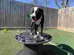 Image of Smart Dog Training Center service in Houston, Minnesota, United States