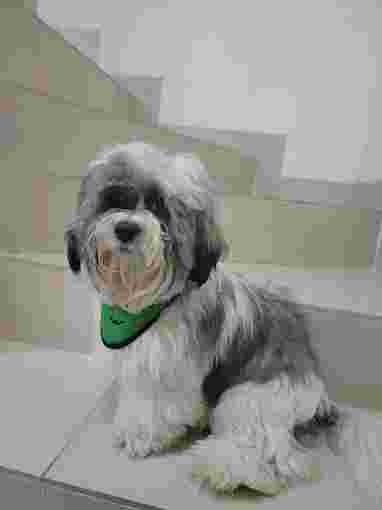 Image of Coco Pets Grooming & Vet service in Juarez, Chiapas, Mexico