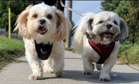 Image of Bree's Dog Walking & Sitting Services service in Orillia, Ontario, Canada Image of Bree's Dog Walking & Sitting Services service in Orillia, Ontario, Canada