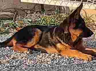 Image of ZOO VETERINARY CLINIC CENTER service in Murcia, Murcia, Spain