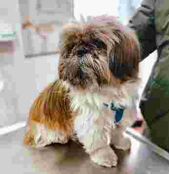 Image of Kennel Veterinary Clinic service in Valladolid, Valladolid, Spain