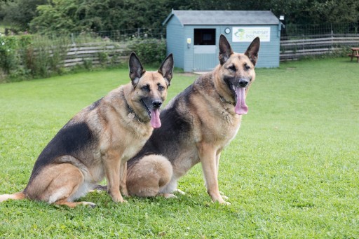 Image of The Pudsey Dog Park service in Leeds, England, United Kingdom Image of The Pudsey Dog Park service in Leeds, England, United Kingdom