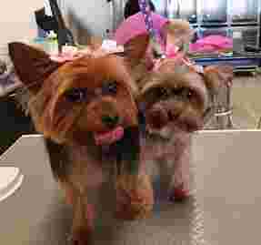 Image of My Dog Groomer service in Las Vegas, Nevada, United States