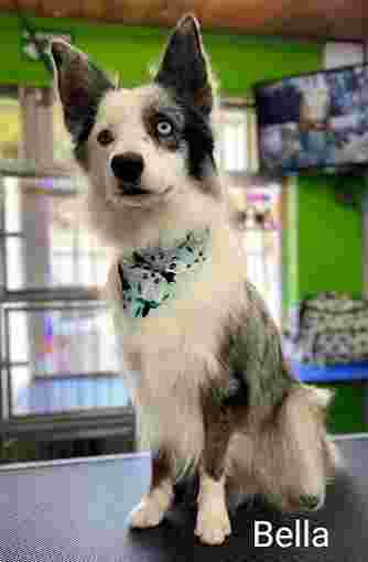 Image of Estetica Canina Puppies service in Tijuana, Baja California, Mexico