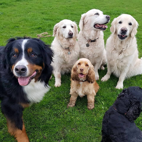 Image of Paws in Nature service in Heswall, England, United Kingdom