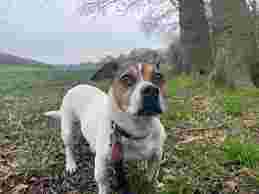 Image of Canine Care and Wellness service in Sheffield, England, United Kingdom