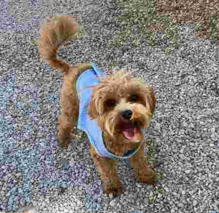 Image of Hotel de Mascotas, Residencia Canina, Pet Hotel, Day Care Center, CANIRESORT COSTA BLANCA, La Marina/Elche service in la Marina, Comunidad Valenciana, Spain