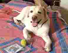 Image of SOR Pet Services service in New Delhi, Delhi, India