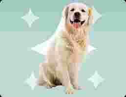 Image of DOG & CAT animal care-Berlin service in Berlin, Berlin, Germany