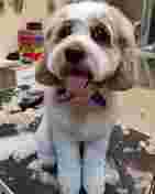 Image of Per...baffo Toeletta e PetShop service in Roma, Lazio, Italy