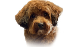 Image of Hundefriseur Littlefoot´s Hairstyle service in Solingen, Nordrhein-Westfalen, Germany