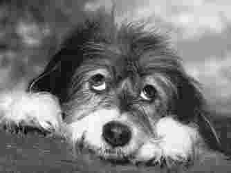 Image of Social Behaviour Dog Training and Puppy Classes service in Sowood, England, United Kingdom
